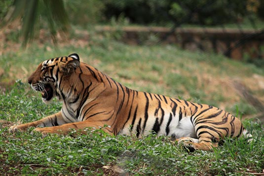 Mysore Zoo